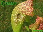 MK H111 Sarracenia x  ‘Sultry Maid’