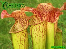 MK H150 Sarracenia x "Welham’s wonder"