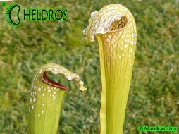 Sarracenia x excellens, Yellow Flower (fake 'Loch Ness')
