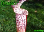 MK L30 Sarracenia leucophylla Red  white, Viv Topham