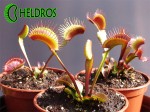 Muchołówka Dionaea AKAI RYU - RED DRAGON