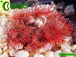 ROSICZKA RUBRIFOLIA - 10 nasion