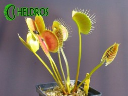 MUCHOŁÓWKA Dionaea Muscipula SPIDER