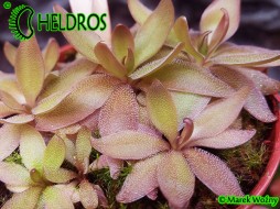 TŁUSTOSZ Pinguicula ' RED STARFISH '
