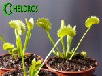 Muchołówka Dionaea DENTATE