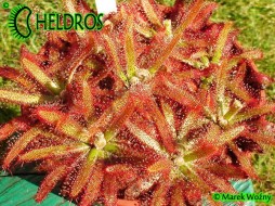 ROSICZKA LATIFOLIA Jaguariaiva, Paraná state, Brazil - 20 nasion