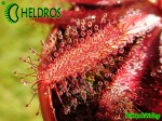 DROSERA LATIFOLIA Jaguariaiva, Paraná state, Brazil
