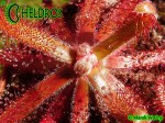 DROSERA LATIFOLIA Jaguariaiva, Paraná state, Brazil