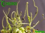Drosera INDICA