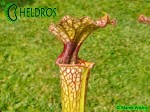 MK H169 Sarracenia x Joanna