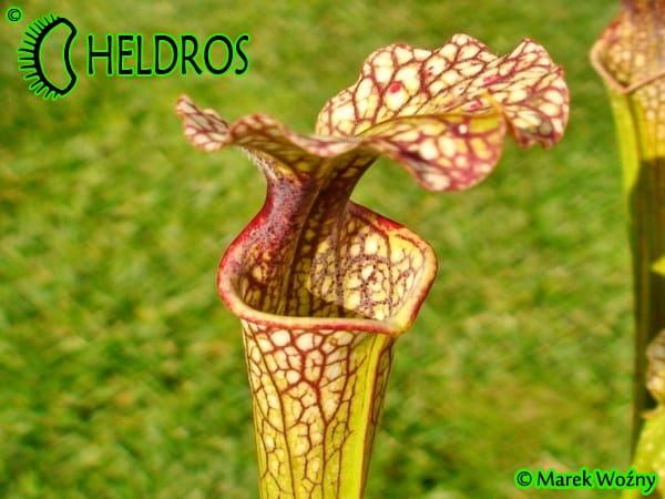 MK H169 Sarracenia x Joanna