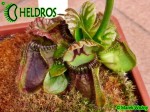 Cephalotus QUEEN MARY