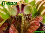 Cephalotus QUEEN MARY