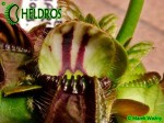 Cephalotus QUEEN MARY