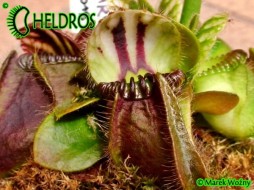 CEFALOTUS QUEEN MARY