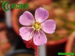 Rosiczka Drosera TOMENTOSA var. tomentosa. Morro do Jambeiro, Grão Mogol, Minas Gerais, Brasil