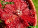 Rosiczka Drosera TOMENTOSA var. tomentosa. Morro do Jambeiro, Grão Mogol, Minas Gerais, Brasil