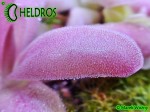 Tłustosz Pinguicula Agnata Red Leafs