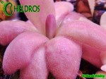 Tłustosz Pinguicula Agnata Red Leafs