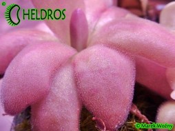 TŁUSTOSZ Pinguicula AGNATA 'Red Leaf'