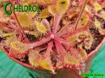 Rosiczka Drosera Collinsiae Mbuluzi River, Swaziland, South Africa