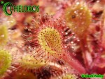 Rosiczka Drosera Collinsiae Mbuluzi River, Swaziland, South Africa