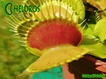 Muchołówka Dionaea PATCHES