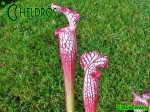 MK L18  Kapturnica Sarracenia Leucophylla Large Pink Lipped, Apalachicola National Forest,W,(PW)