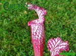MK L18  Kapturnica Sarracenia Leucophylla Large Pink Lipped, Apalachicola National Forest,W,(PW)