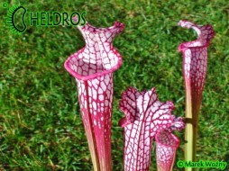 MK L18 Sarracenia Leucophylla Large Pink Lipped