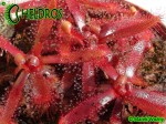 Drosera Latifolia Palmeira, Paraná state, Brazil
