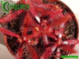 DROSERA LATIFOLIA Palmeira, Paraná state, Brazil - 20 nasion