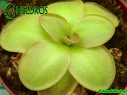 TŁUSTOSZ Pinguicula  MORANENSIS var. ALBA {San Cristobal} x YUCCA DO 1718
