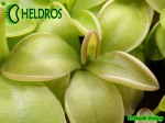 Tłustosz PINGUICULA  MORANENSIS var. ALBA {San Cristobal} x YUCCA DO 1718