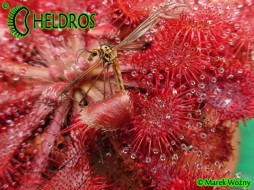 DROSERA SPATULATA Hong Kong - 20 nasion
