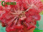 Rosiczka Drosera SPATULATA Hong Kong