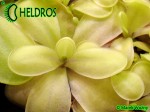 Tłustosz Pinguicula NIKLAS