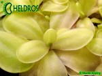 Tłustosz Pinguicula NIKLAS