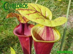 MK F124 Sarracenia Flava var. rubricorpora very dark, Don Schnell