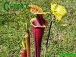 MK F124 Kapturnica Sarracenia Flava var. rubricorpora very dark, Don Schnell (= dark redblack, Potterton &amp; MMar.tKin.).