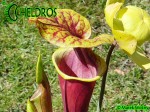 MK F124 Kapturnica Sarracenia Flava var. rubricorpora very dark, Don Schnell (= dark redblack, Potterton &amp; MMar.tKin.).