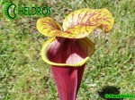 MK F124 Kapturnica Sarracenia Flava var. rubricorpora very dark, Don Schnell (= dark redblack, Potterton &amp; MMar.tKin.).