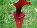 MK F124 Kapturnica Sarracenia Flava var. rubricorpora very dark, Don Schnell (= dark redblack, Potterton &amp; MMar.tKin.).