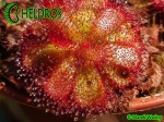 Rosiczka Drosera admirabilis sp 'floating', Bainskloof