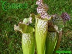 Kapturnica MK H1 Sarracenia x "God’s Gift"