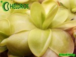 Tłustosz Pinguicula "BUGBANE"