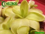 Tłustosz Pinguicula "BUGBANE"