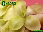 Tłustosz Pinguicula "BUGBANE"