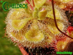 ROSICZKA Drosera BURMANNII Large Green Form - 20 nasion