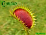 Muchołówka Dionaea DRACULA Fake